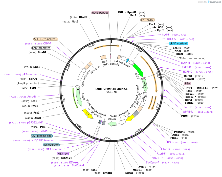 211628-plasmid-map-sequence-id-420405