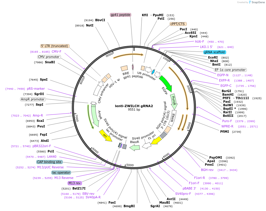 211635-plasmid-map-sequence-id-420407