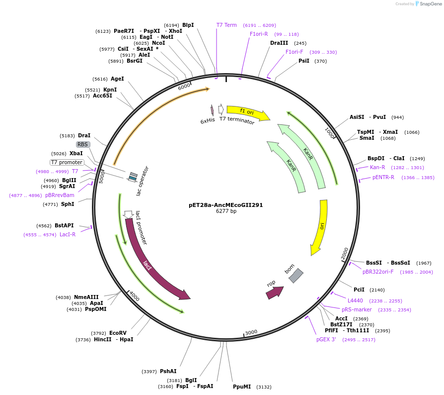 205024-plasmid-map-sequence-id-420409