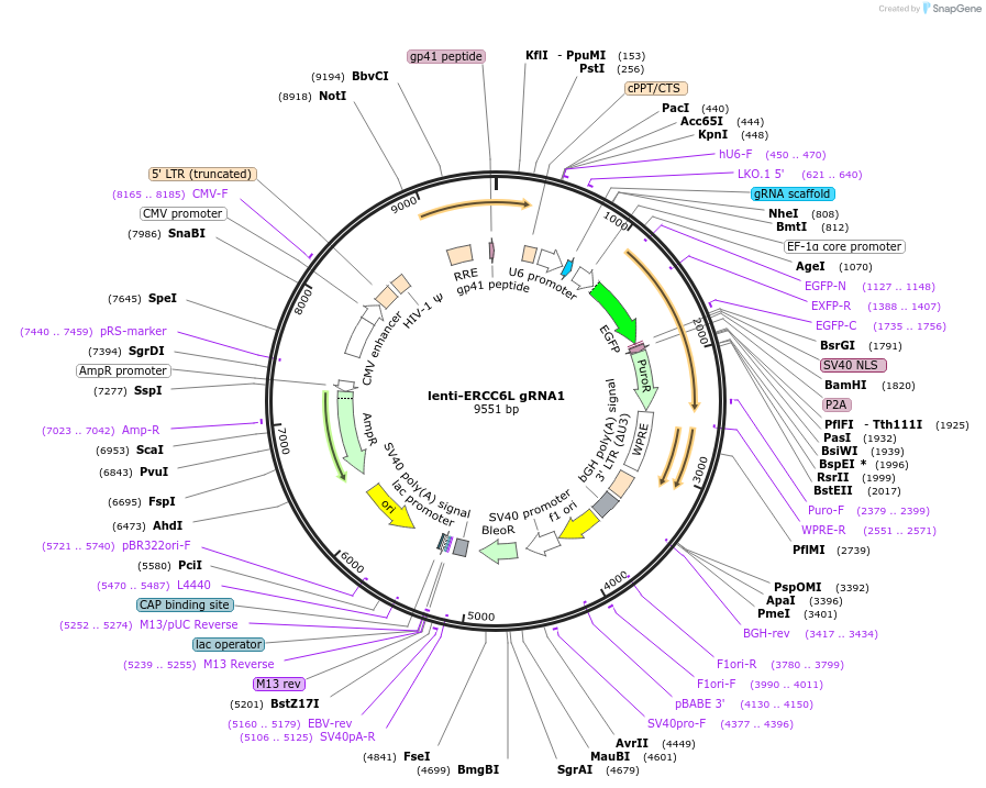 211632-plasmid-map-sequence-id-420411