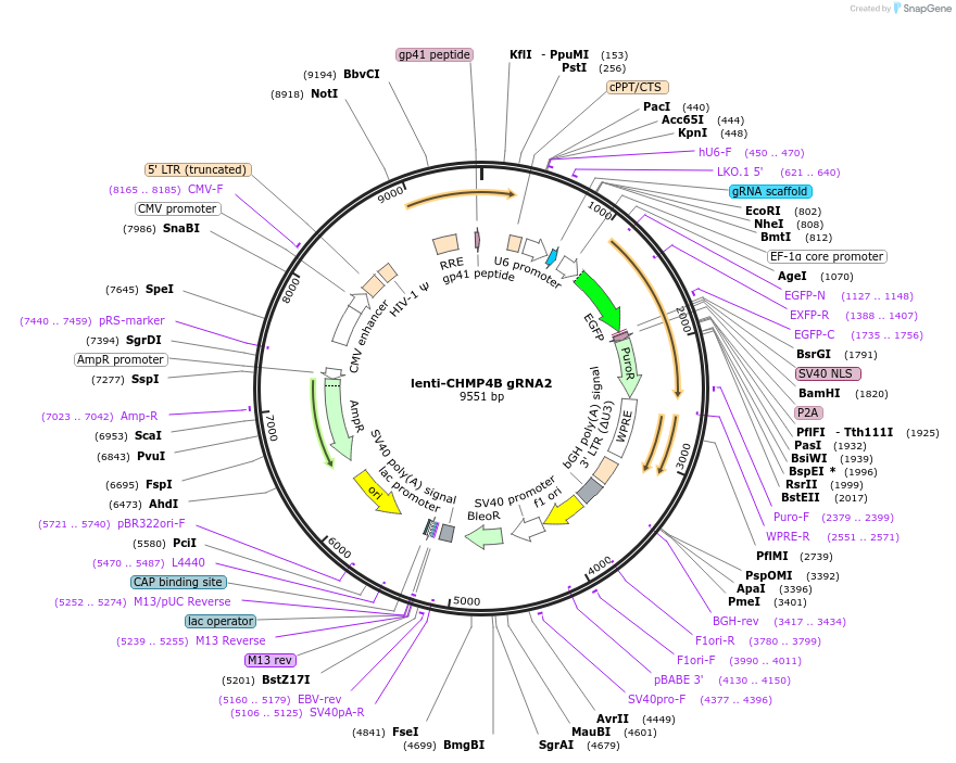 211629-plasmid-map-sequence-id-420412