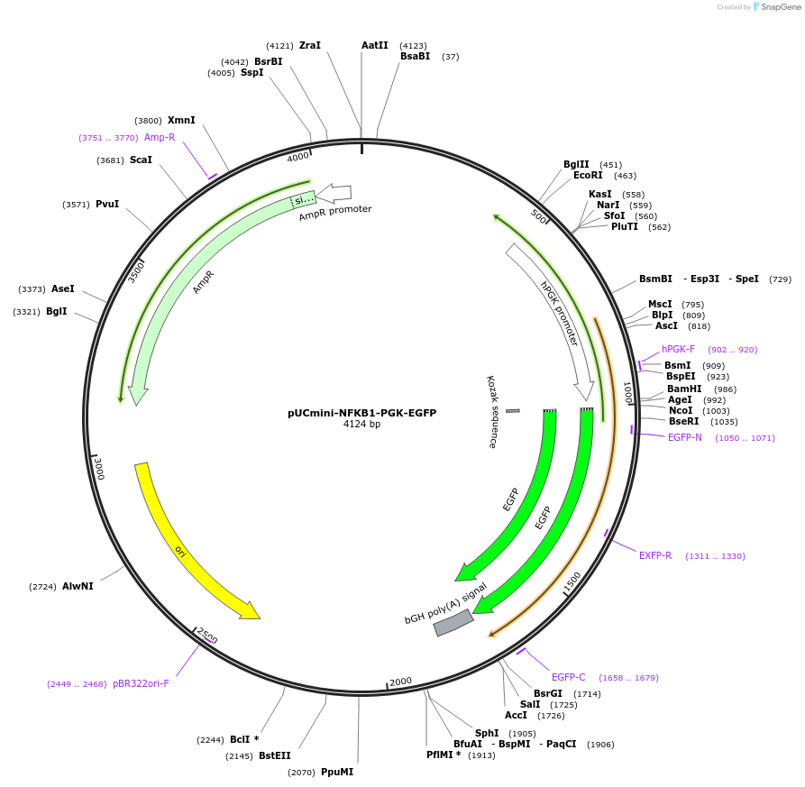 204018-plasmid-map-sequence-id-420418