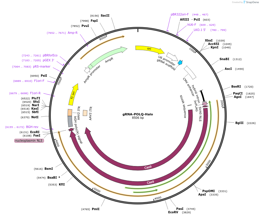 211636-plasmid-map-sequence-id-420431