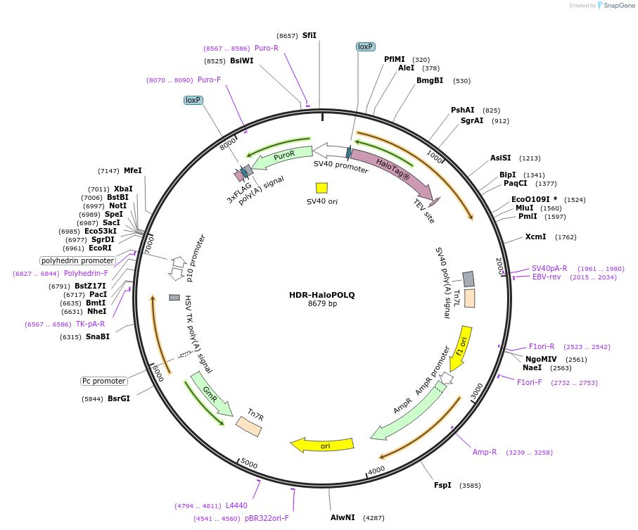 211637-plasmid-map-sequence-id-420434