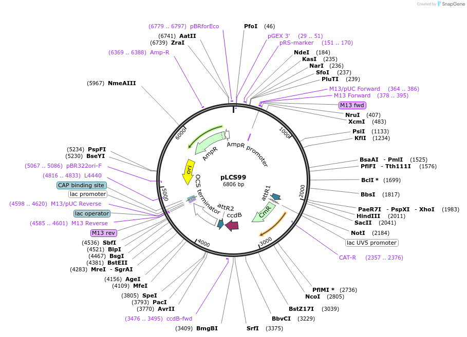 209327-plasmid-map-sequence-id-420435