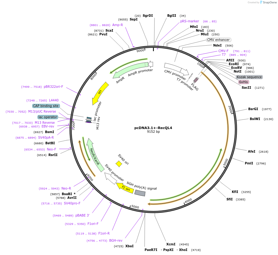 211399-plasmid-map-sequence-id-420436
