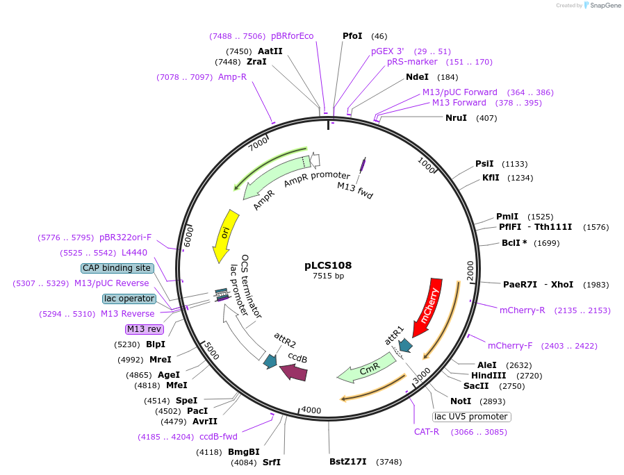 209329-plasmid-map-sequence-id-420443
