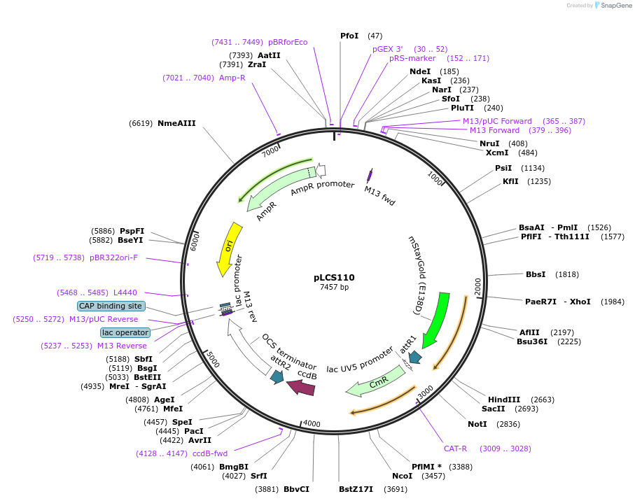 209331-plasmid-map-sequence-id-420445