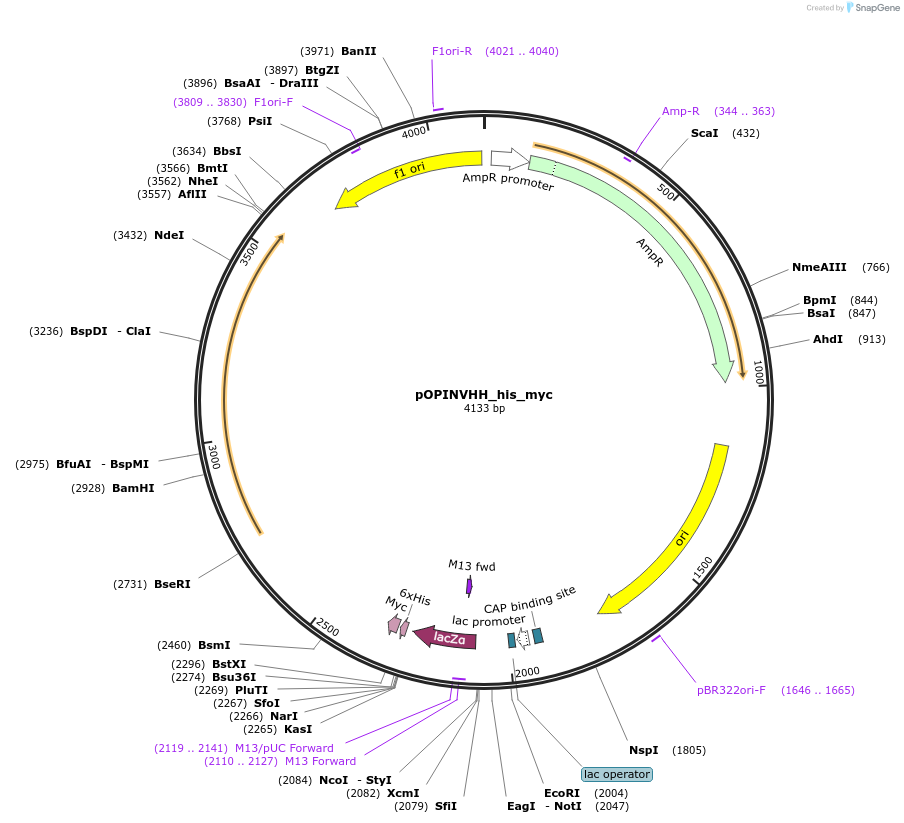 210526-plasmid-map-sequence-id-420446