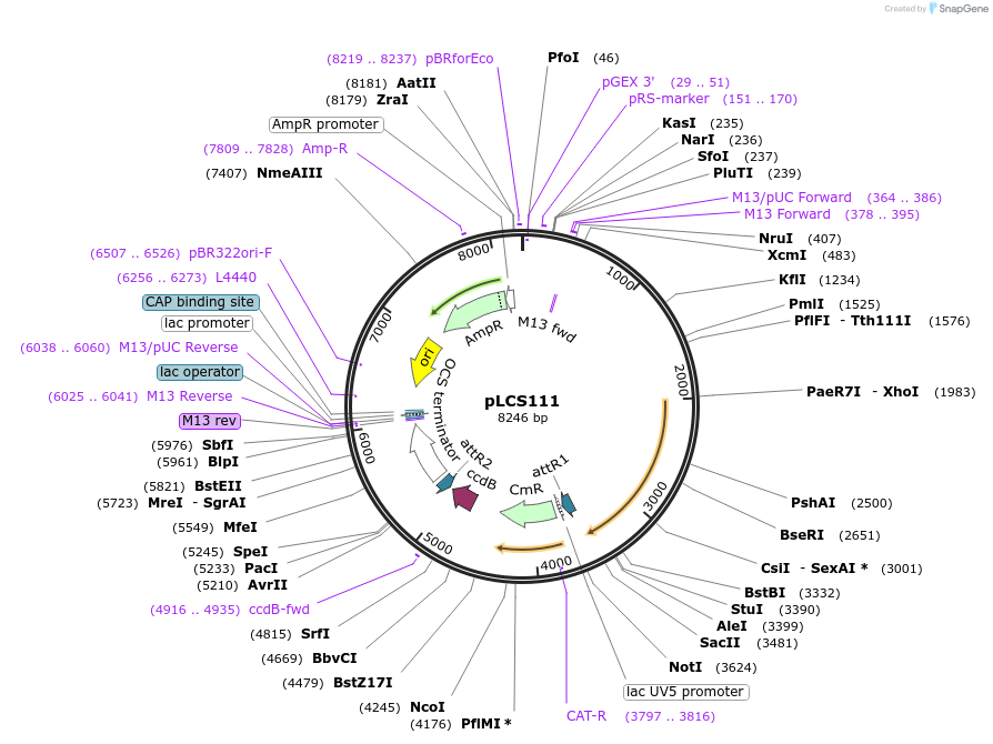 209332-plasmid-map-sequence-id-420447