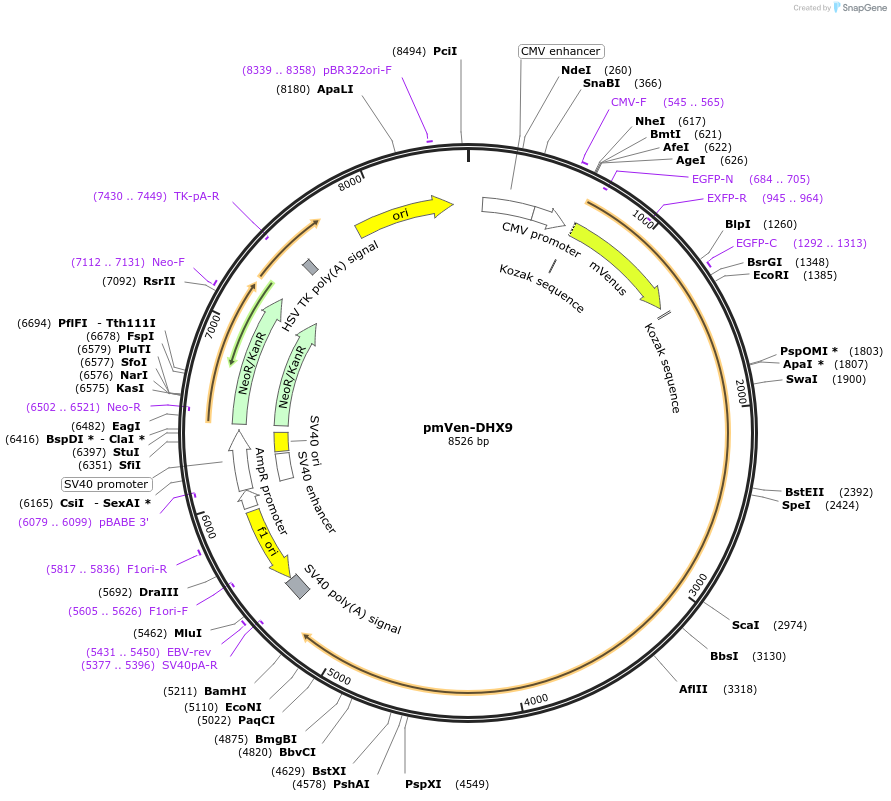 211409-plasmid-map-sequence-id-420453