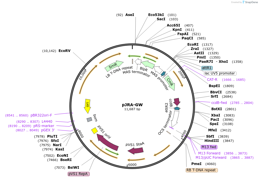 209333-plasmid-map-sequence-id-420454