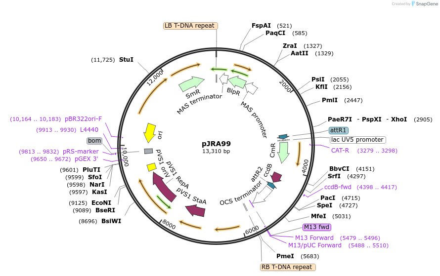 209334-plasmid-map-sequence-id-420455
