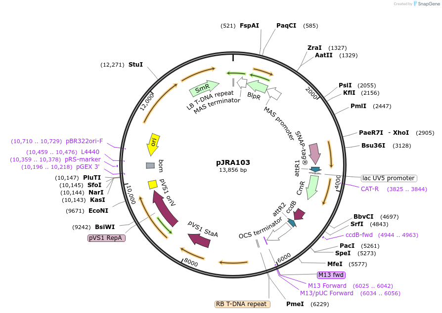 209336-plasmid-map-sequence-id-420457