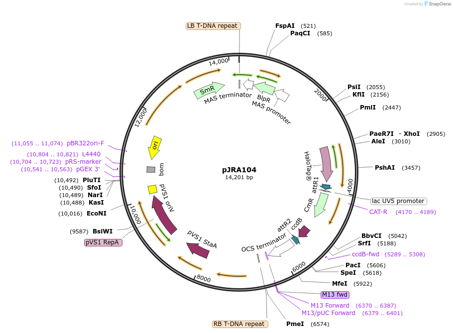 209337-plasmid-map-sequence-id-420458