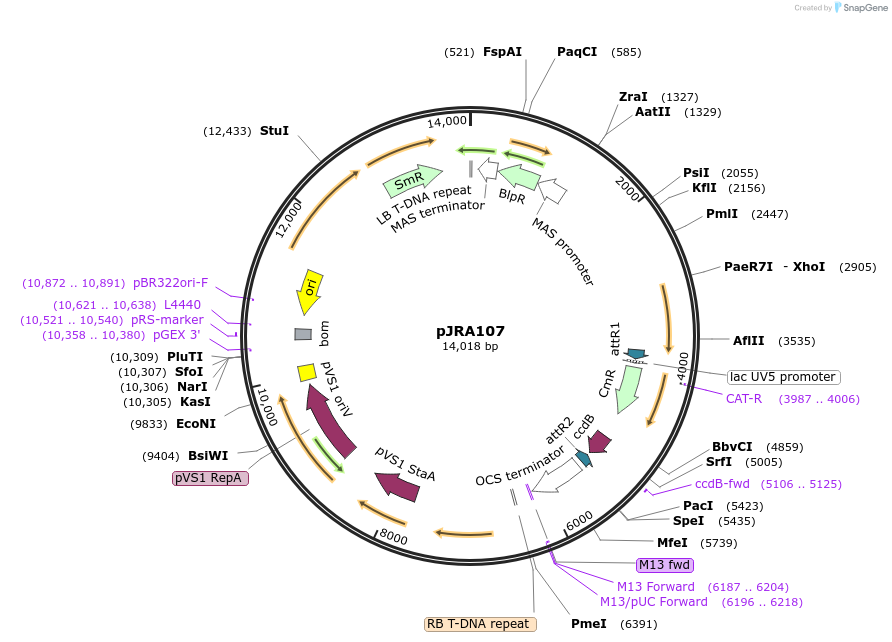 209340-plasmid-map-sequence-id-420461