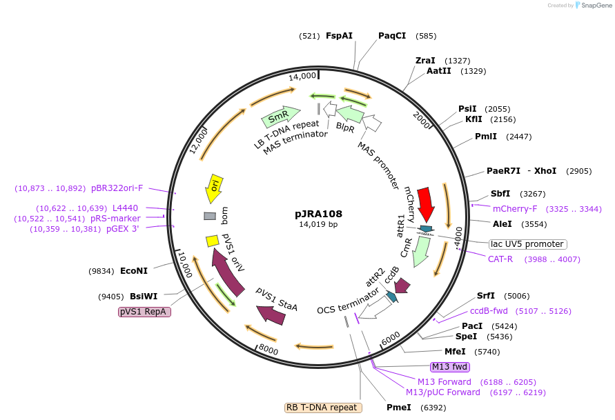 209341-plasmid-map-sequence-id-420462