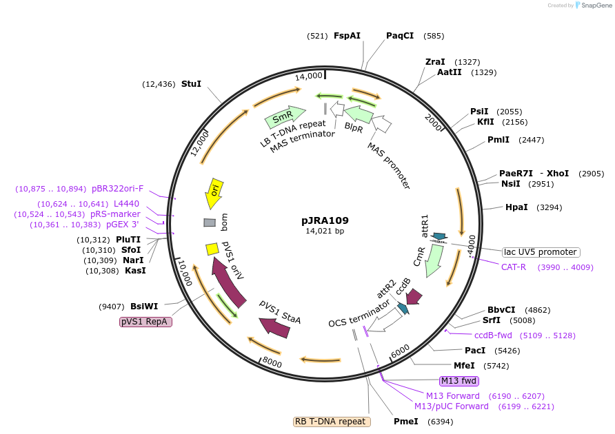 209342-plasmid-map-sequence-id-420463
