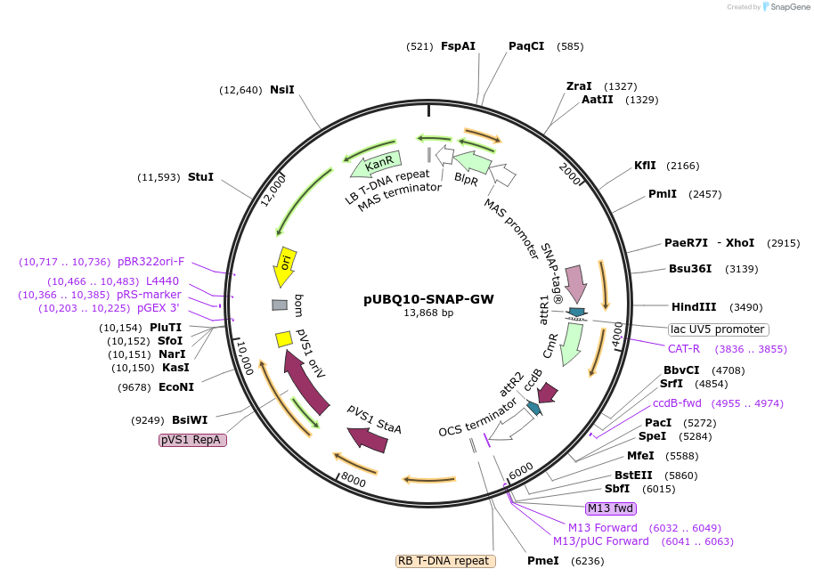 209350-plasmid-map-sequence-id-420465