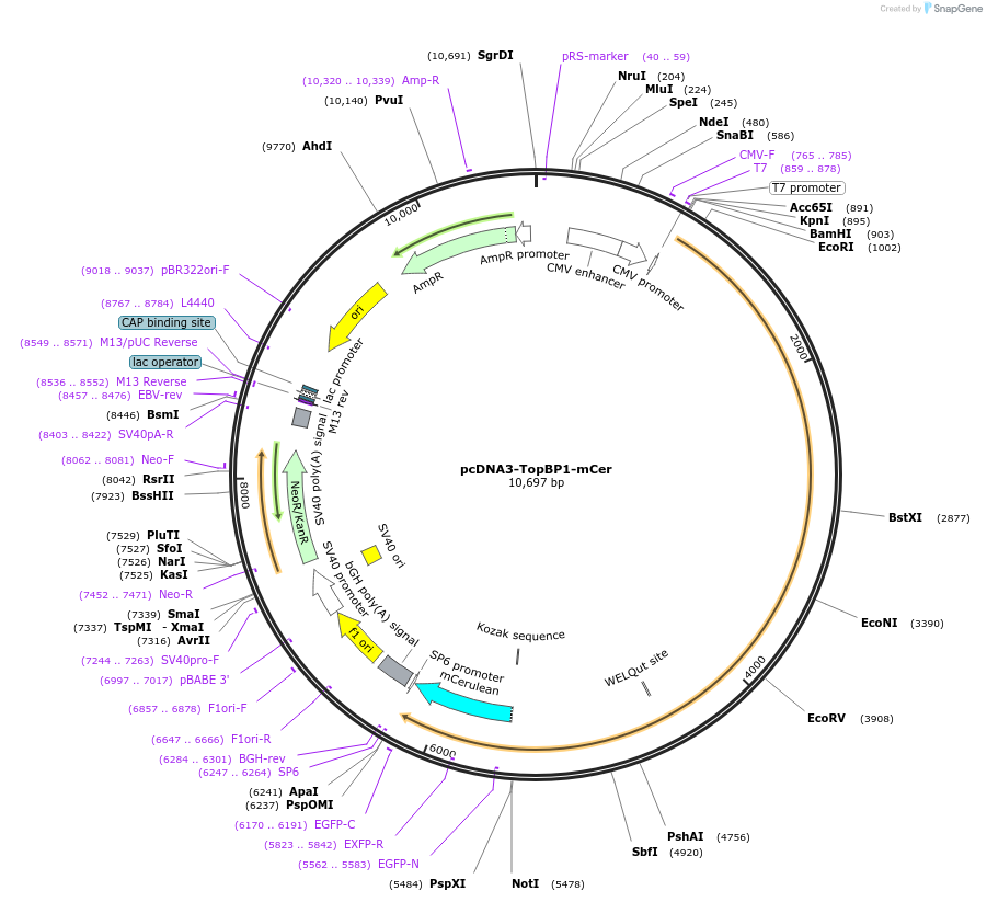 211414-plasmid-map-sequence-id-420477