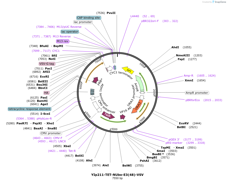 212744-plasmid-map-sequence-id-420486