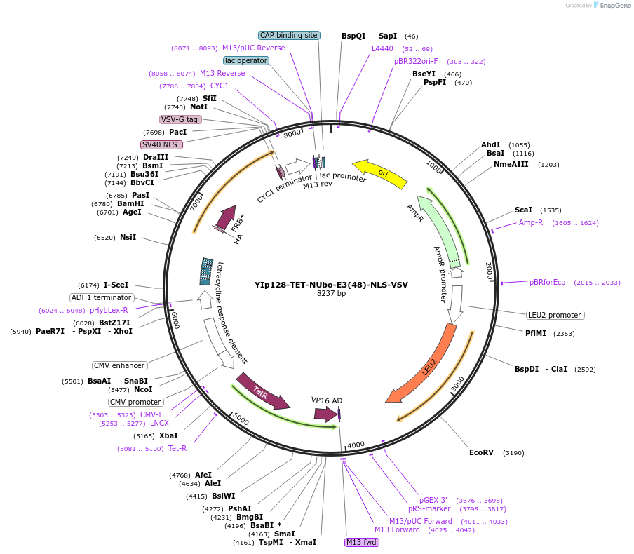 212746-plasmid-map-sequence-id-420487