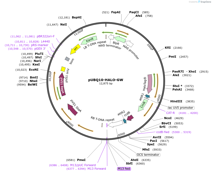209351-plasmid-map-sequence-id-420488