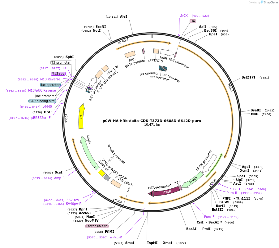212675-plasmid-map-sequence-id-420493