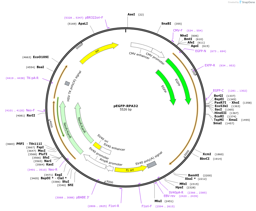 211381-plasmid-map-sequence-id-420497