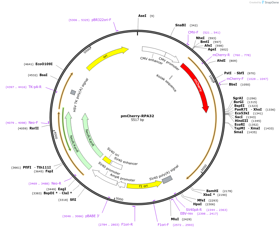 211382-plasmid-map-sequence-id-420499