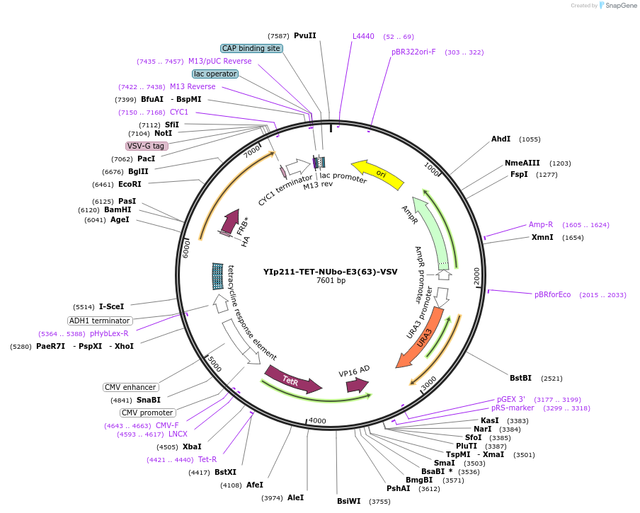 212753-plasmid-map-sequence-id-420502