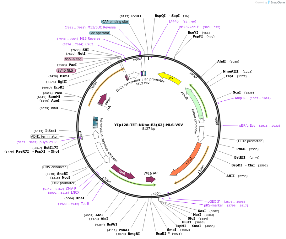 212756-plasmid-map-sequence-id-420506
