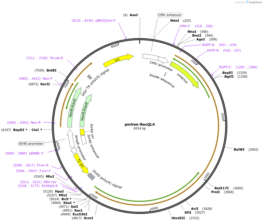 211401-plasmid-map-sequence-id-420509