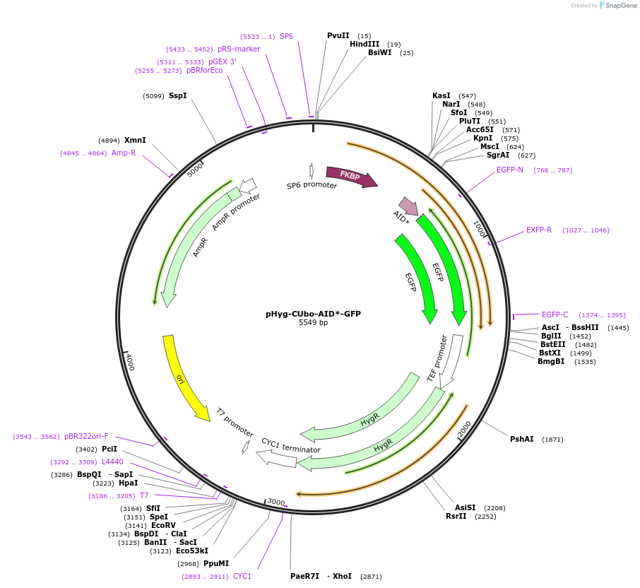 212770-plasmid-map-sequence-id-420511