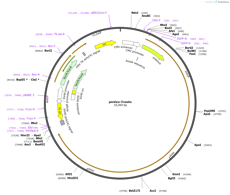 211405-plasmid-map-sequence-id-420512