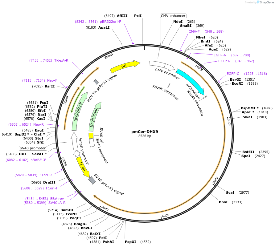 211408-plasmid-map-sequence-id-420513