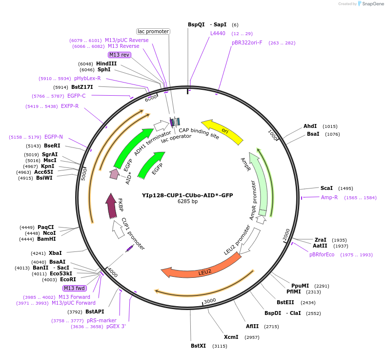 212796-plasmid-map-sequence-id-420514