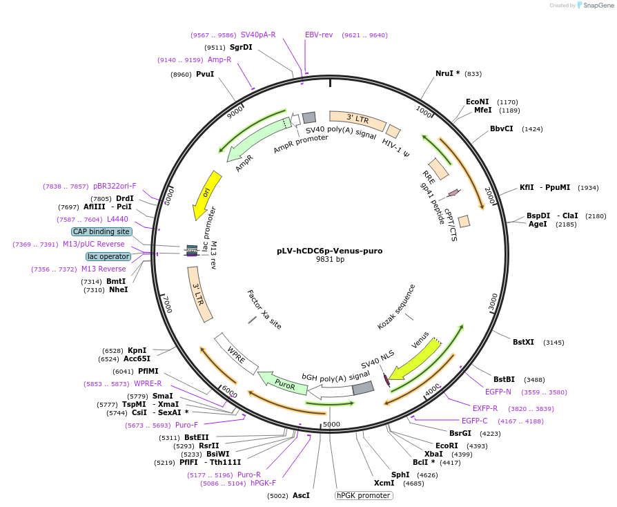 212666-plasmid-map-sequence-id-420516