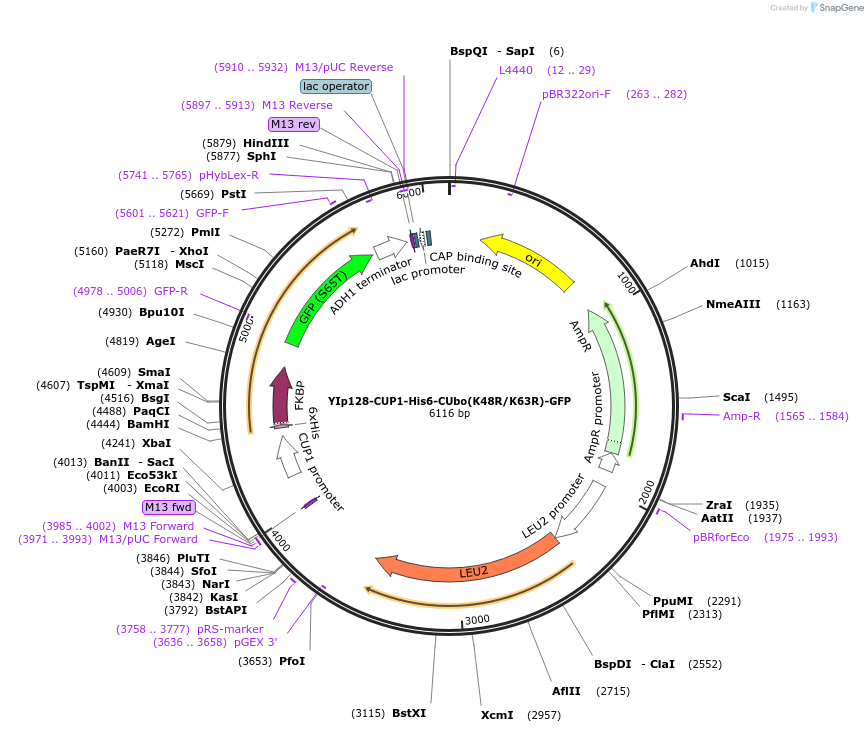 212795-plasmid-map-sequence-id-420519