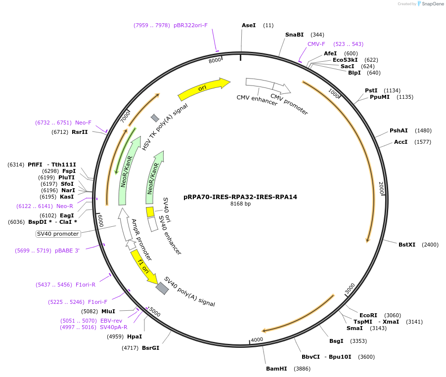211432-plasmid-map-sequence-id-420528