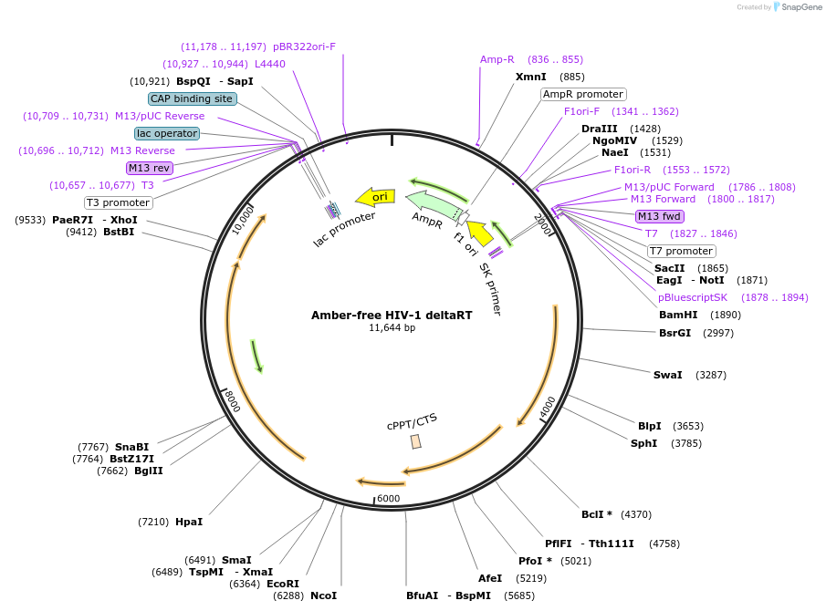 213007-plasmid-map-sequence-id-420529