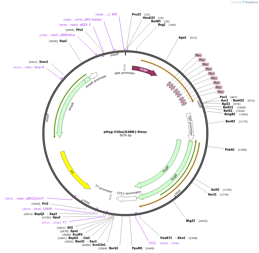 212787-plasmid-map-sequence-id-420541
