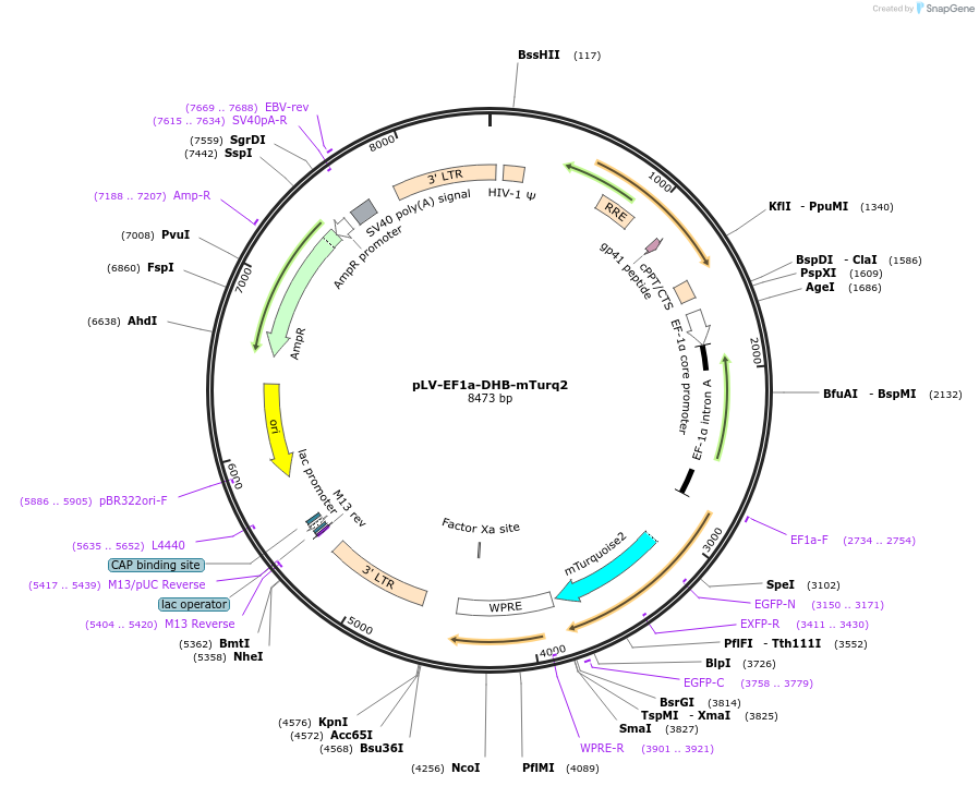 212667-plasmid-map-sequence-id-420542