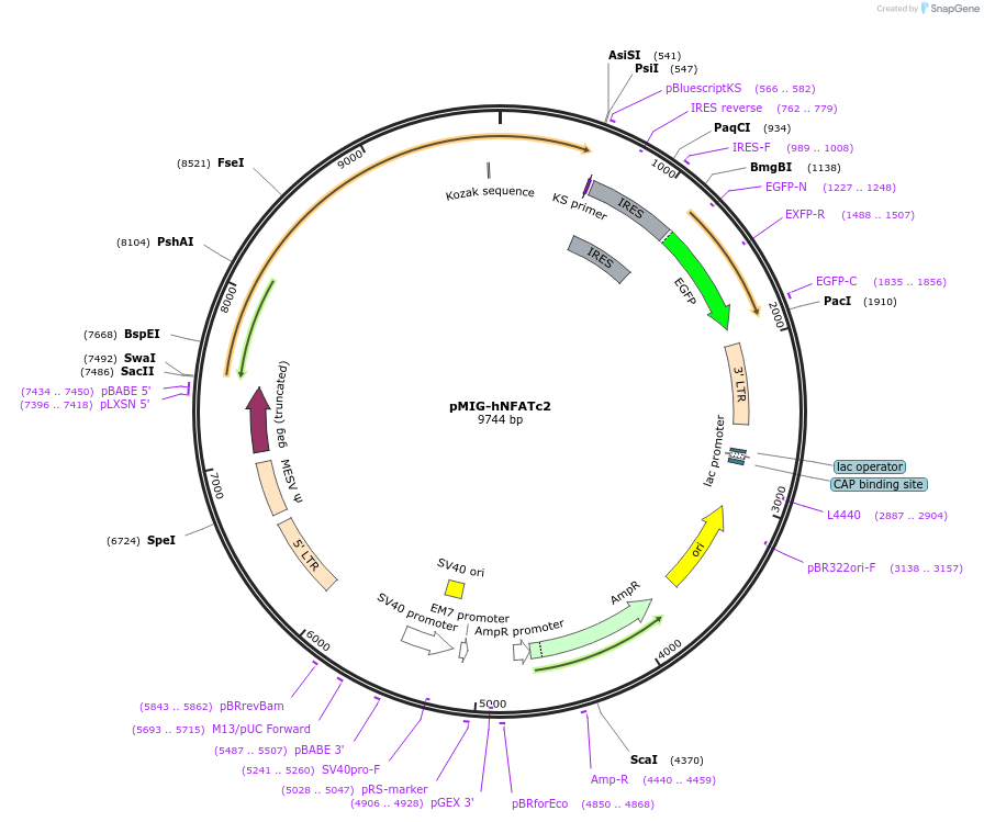 74050-plasmid-map-sequence-id-420567