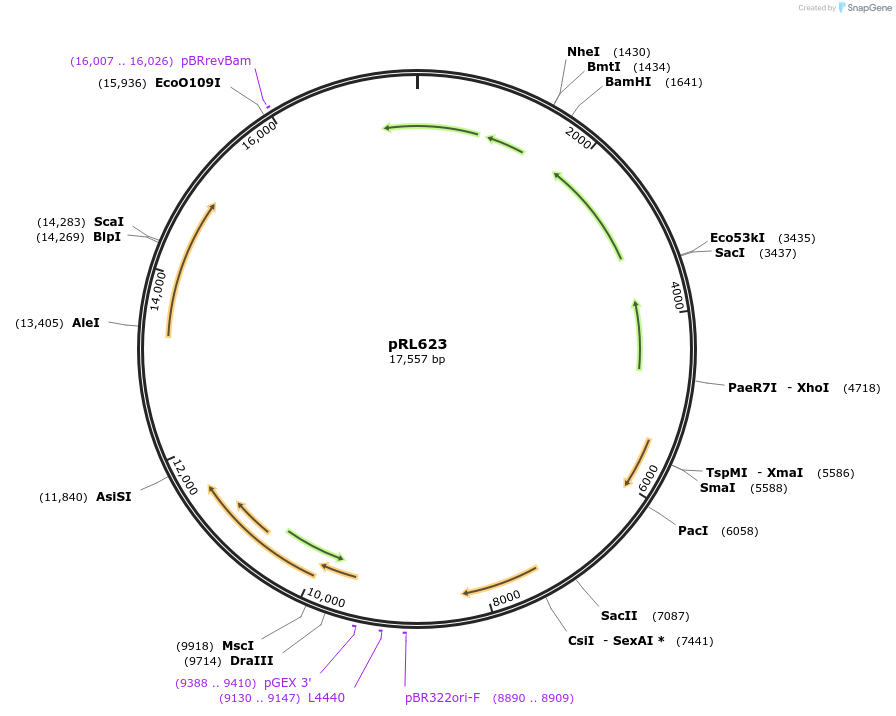 58494-plasmid-map-sequence-id-420569