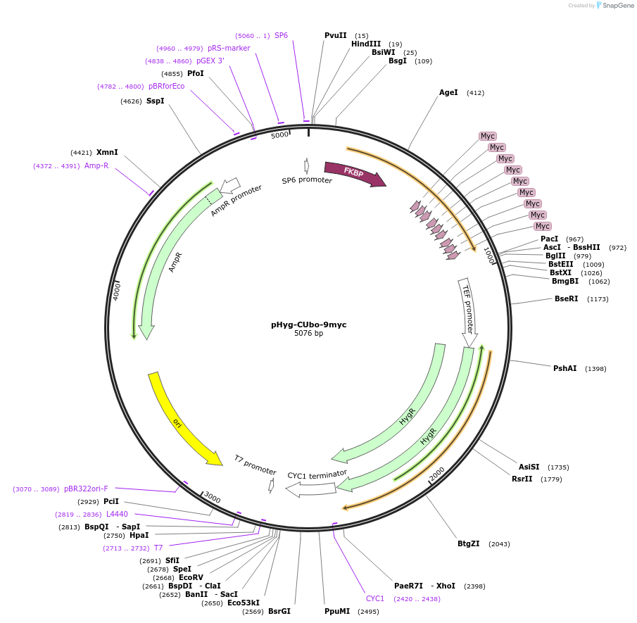 212786-plasmid-map-sequence-id-420578