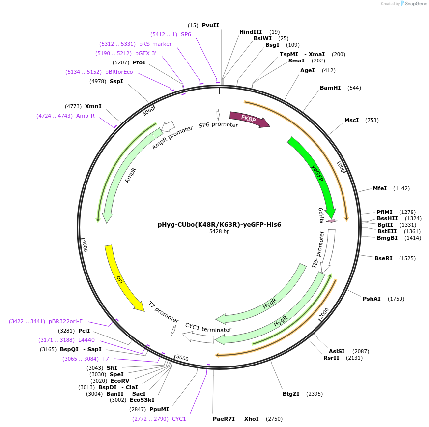 212785-plasmid-map-sequence-id-420579