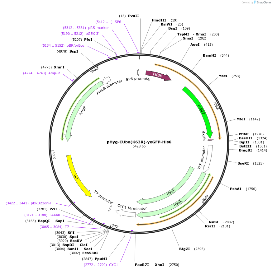 212784-plasmid-map-sequence-id-420580