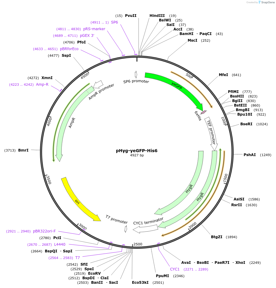 212781-plasmid-map-sequence-id-420583