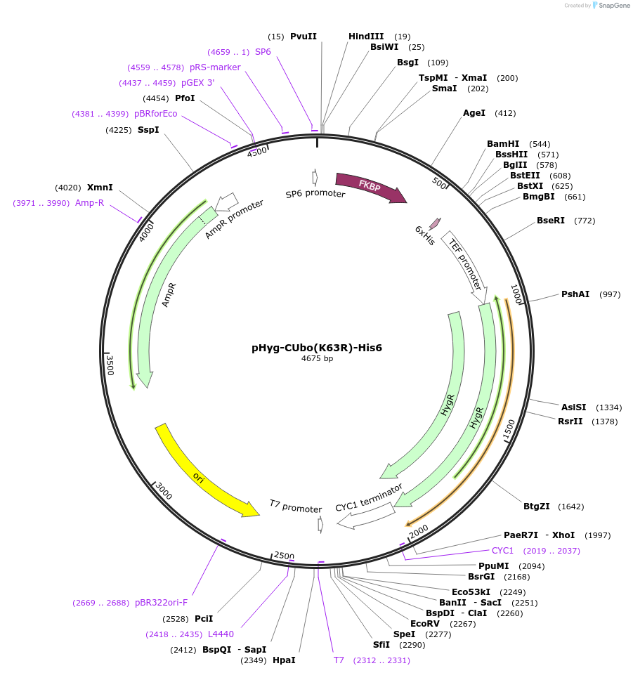212779-plasmid-map-sequence-id-420585